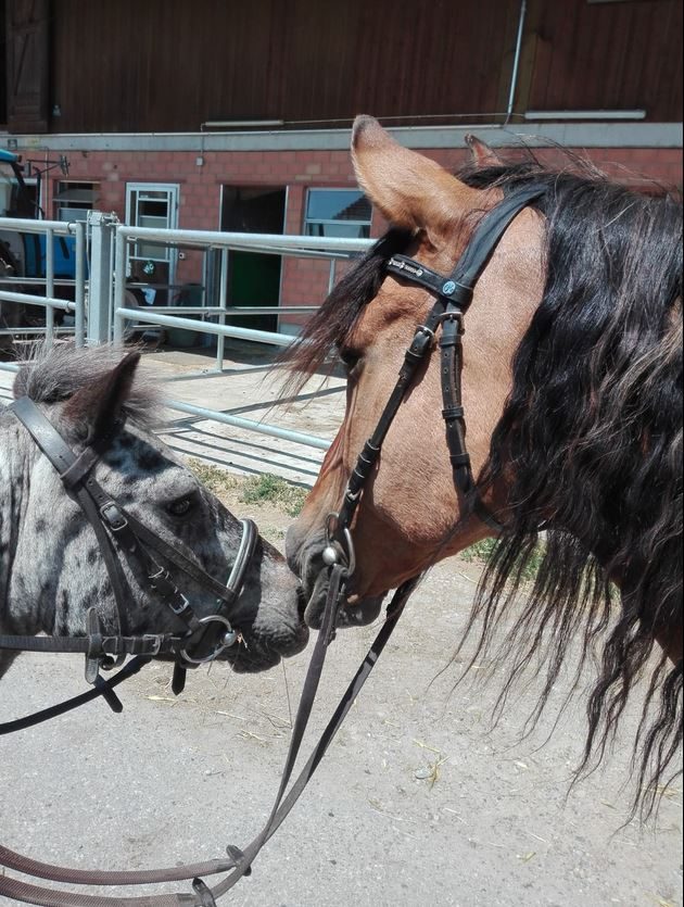 Foto aus dem Reitstall Schrackmann