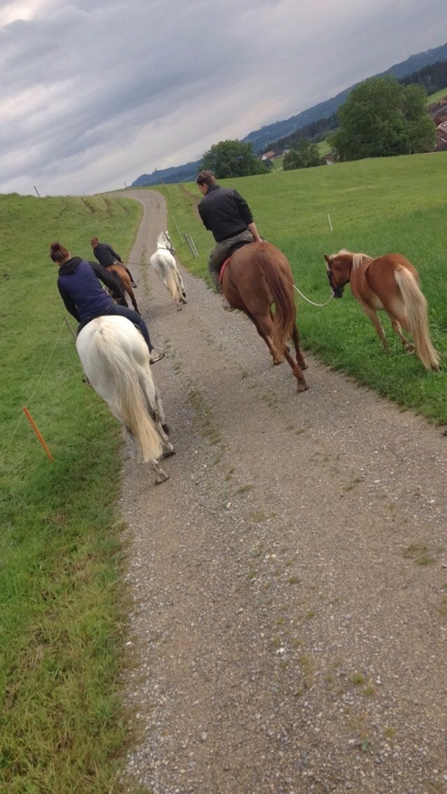 Foto aus dem Reitstall Schrackmann