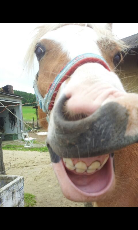 Foto aus dem Reitstall Schrackmann